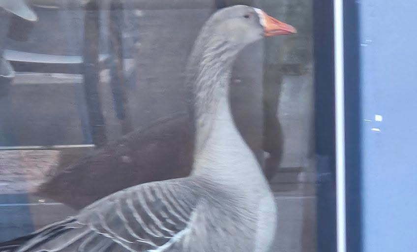 Goose on the loose at Gawler Green post image