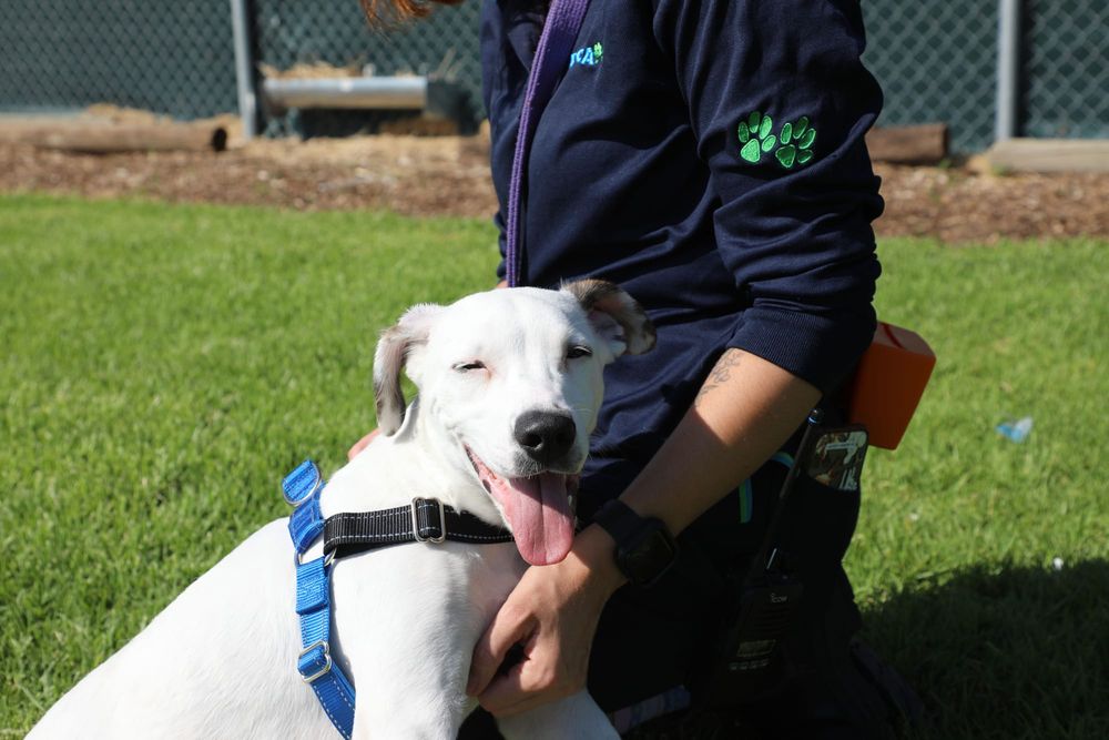 Canines at capacity at RSPCA SA prompts adoption drive post image