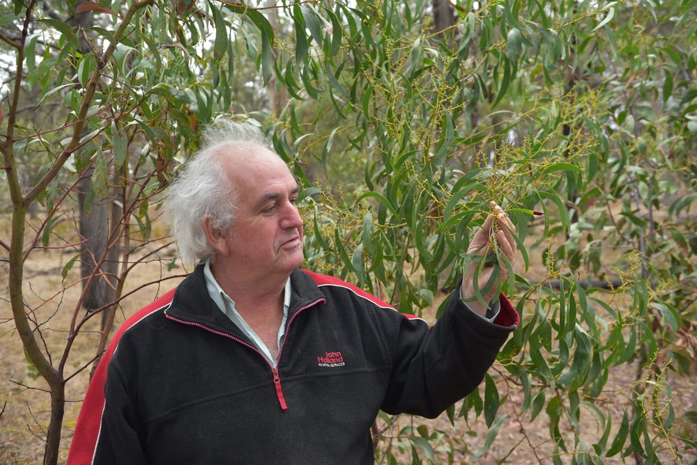 Light Council greening the region post image