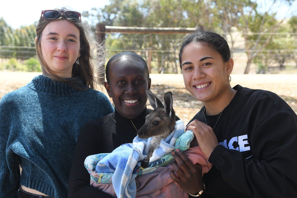 Snakes, a joey, fish and chips and towns ending in ‘da’ post image