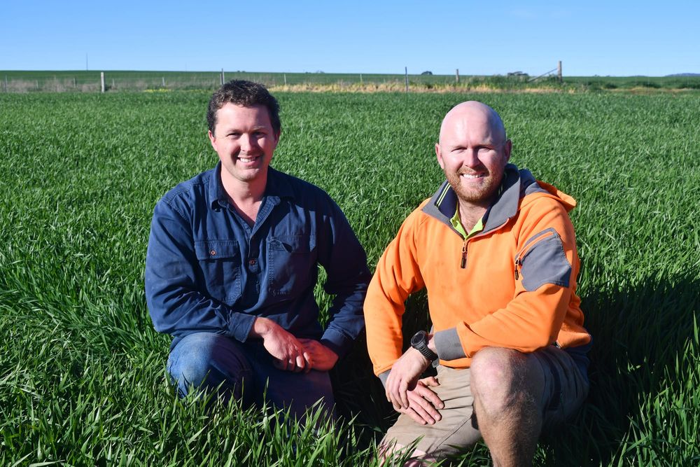 Lifting of tariffs means a good appetite for Australian barley post image
