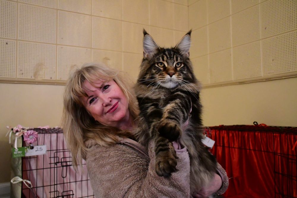 Cat-tastic cat show comes to Angaston post image