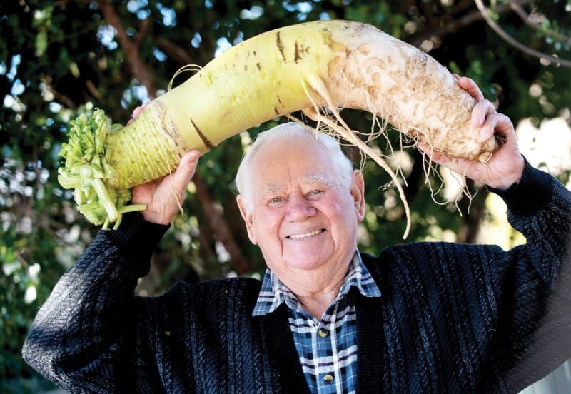 Ripper radish has Merv staggered post image