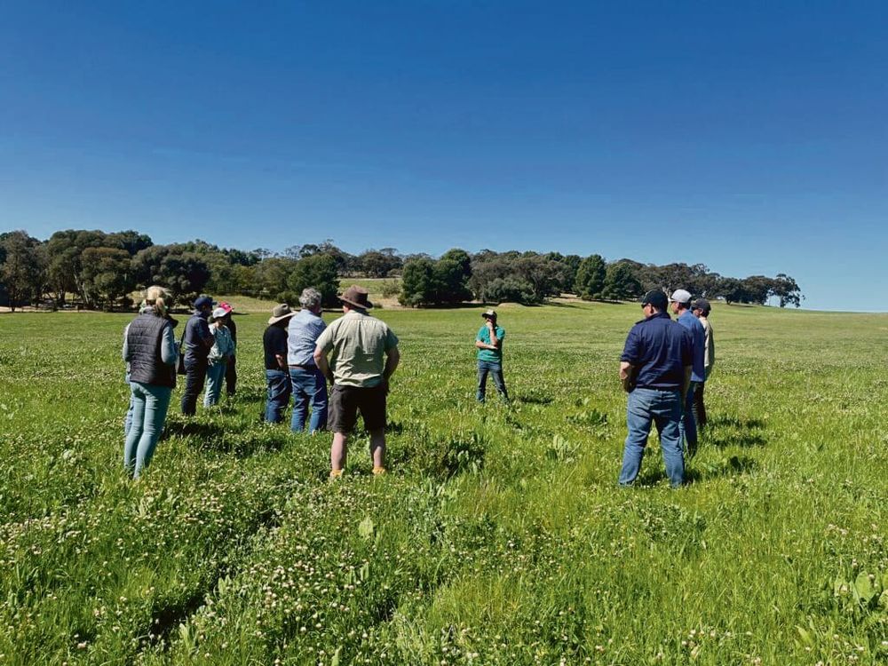 Barossa Improved Grazing Group hosts Trigger Point Workshop and Pasture Walk for local producers post image