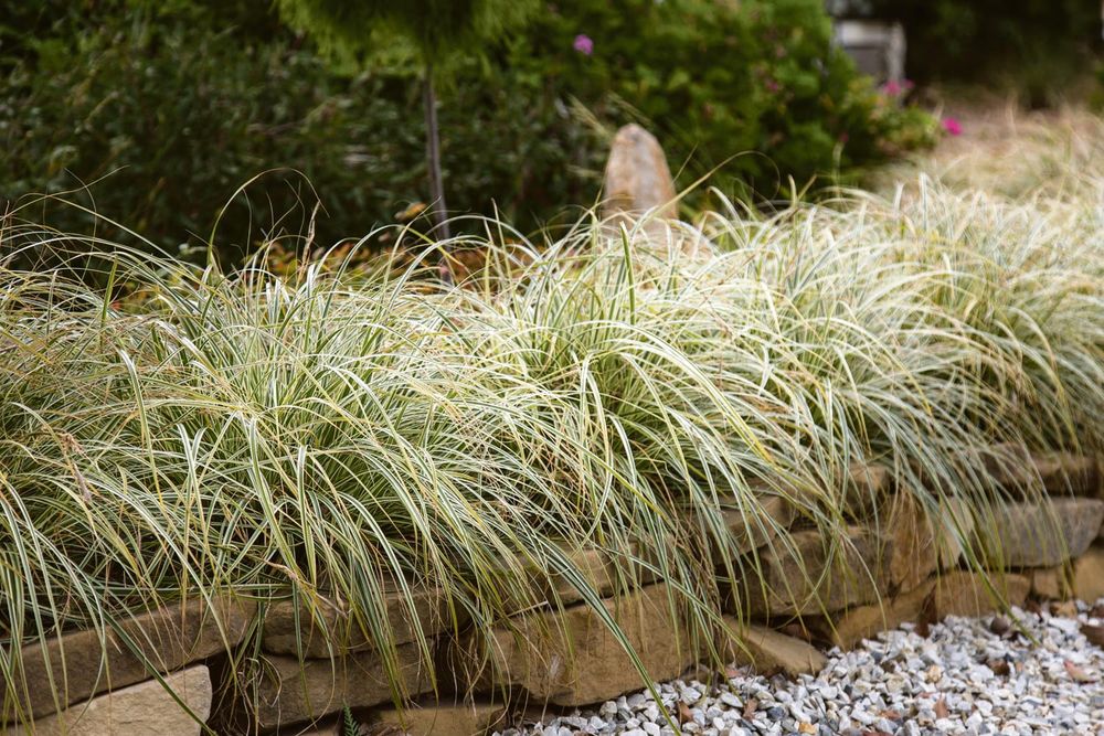 May in the Garden post image