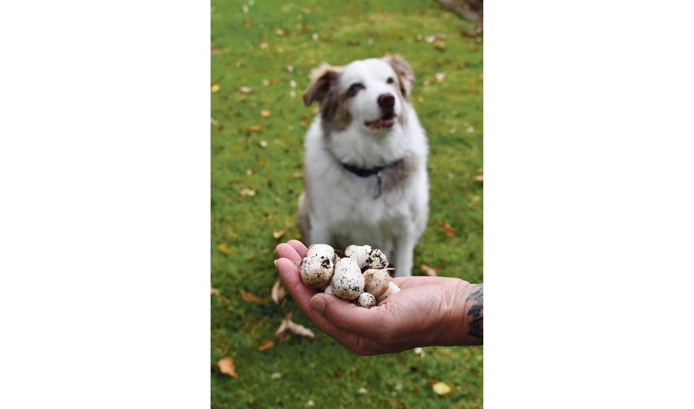 Don’t forage for mushrooms post image