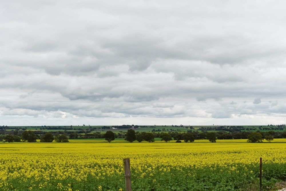 Improved prospects for grain growers post image