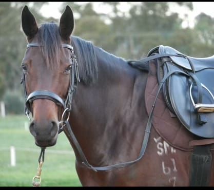 Theft forces horseriders out of the saddle post image