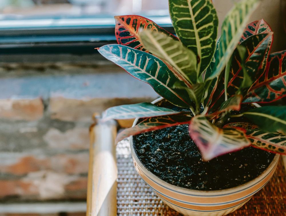 August in the garden post image