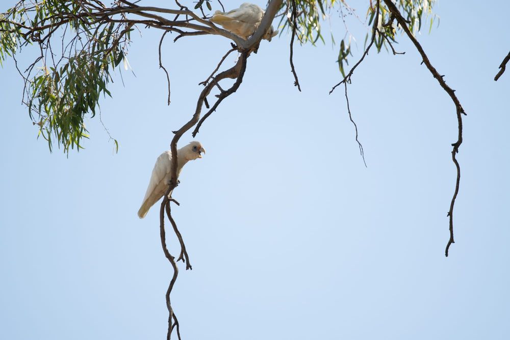 The heat is on for Corellas post image
