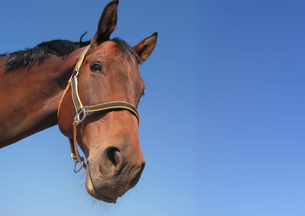 Giddy up! Horses returning to Tanunda Show post image