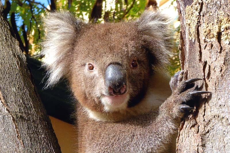 Koala capers in Nuriootpa post image