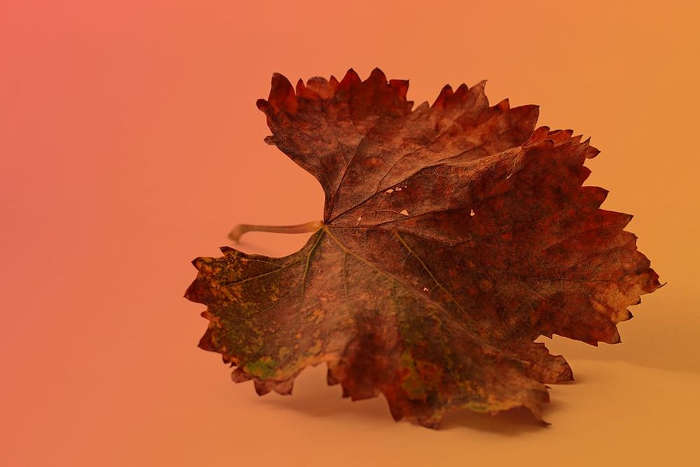 We are all in this together; An open letter from Barossa Tourism post image