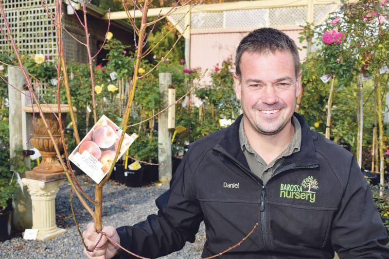 Barossa Nursery answers the call for unique Kirkman peach post image