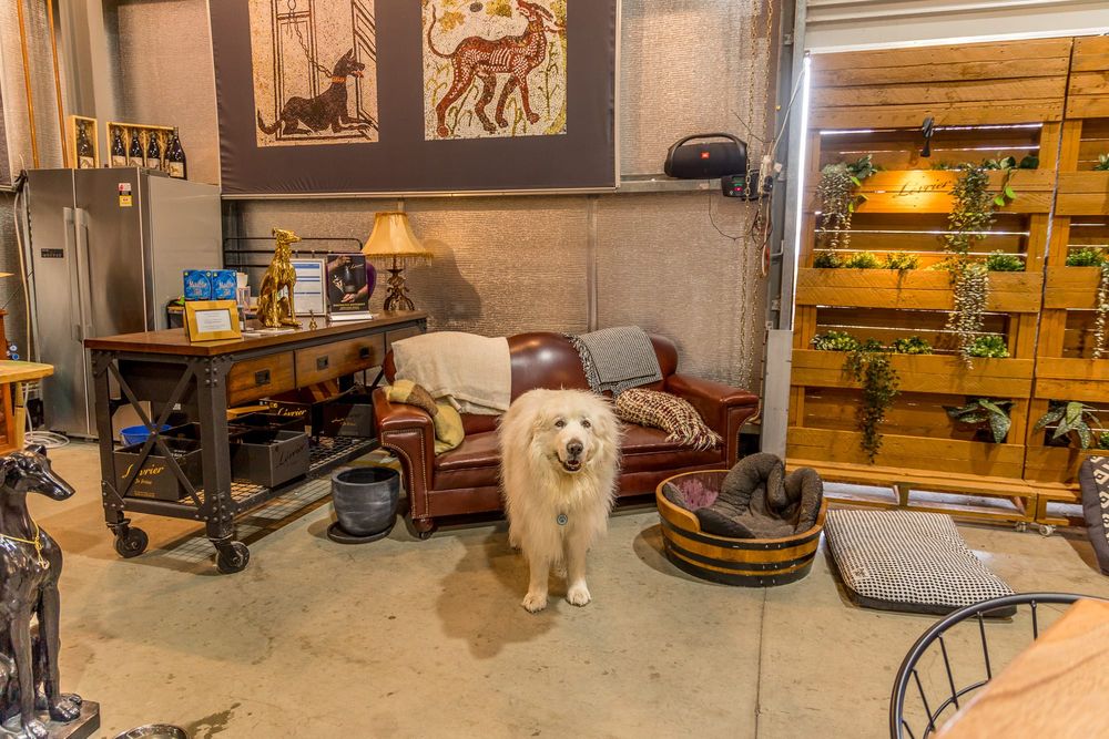 Dog friendly Barossa wineries feature in new book post image