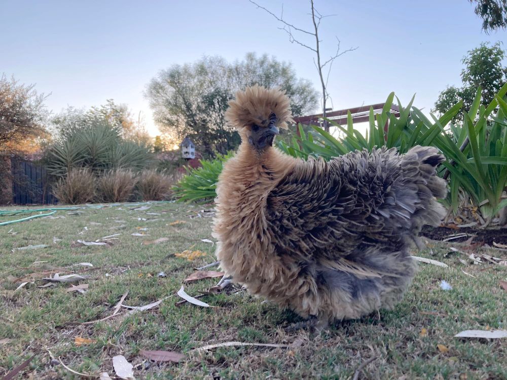 Speckles in the running for Australia’s Next Top Chicken crown post image