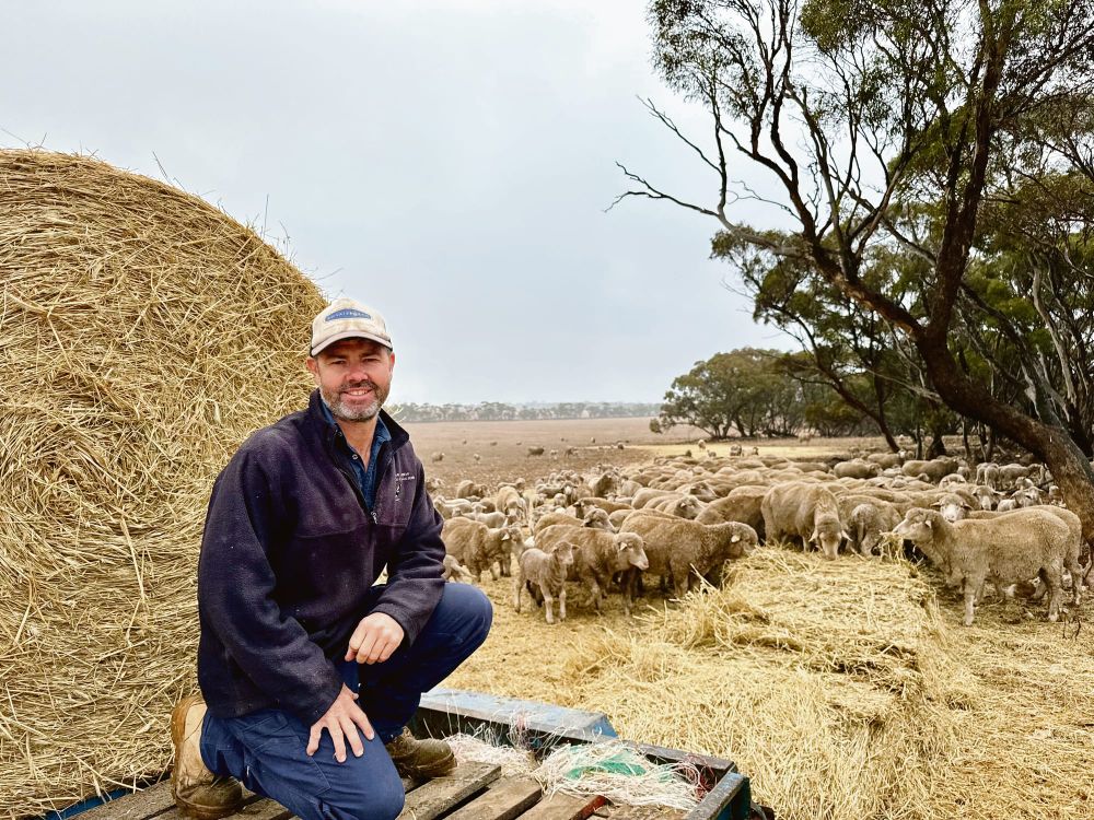 Farmer in focus - Shawn Klose, sheep and cropping, Marne Valley Estate, Cambrai post image
