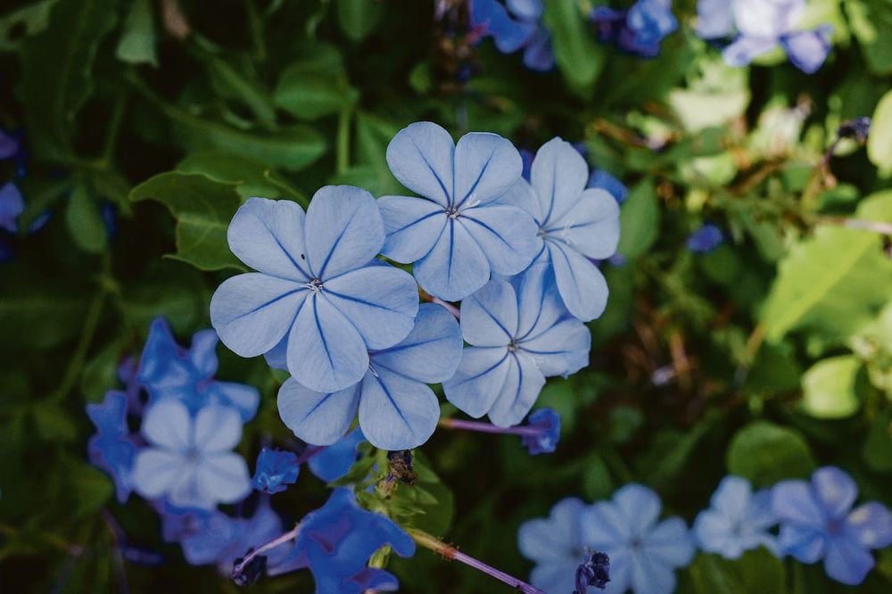 Gardening in January post image