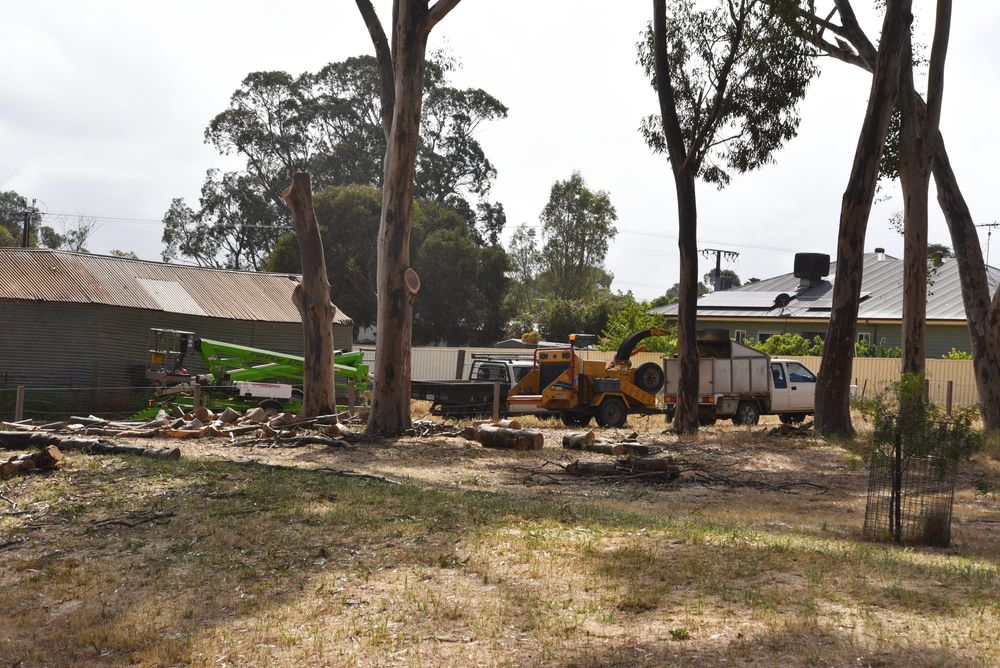 Sugar gum removal begins at Greenock park post image