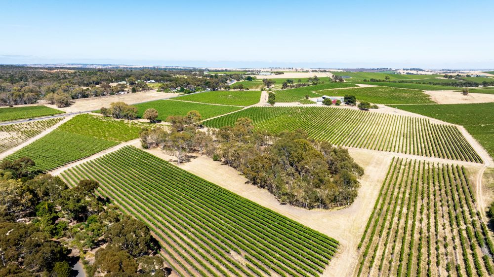 Seppeltsfield snaps up another large Barossa Valley vineyard post image