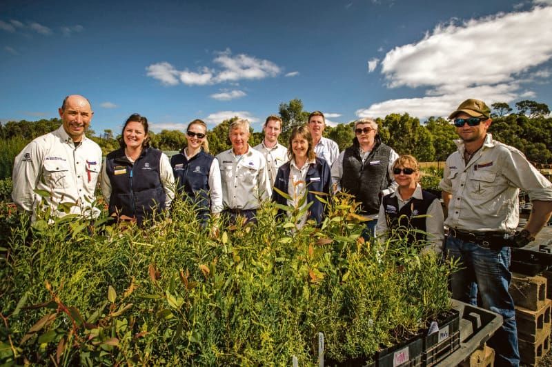 Pinery regreening continues post image