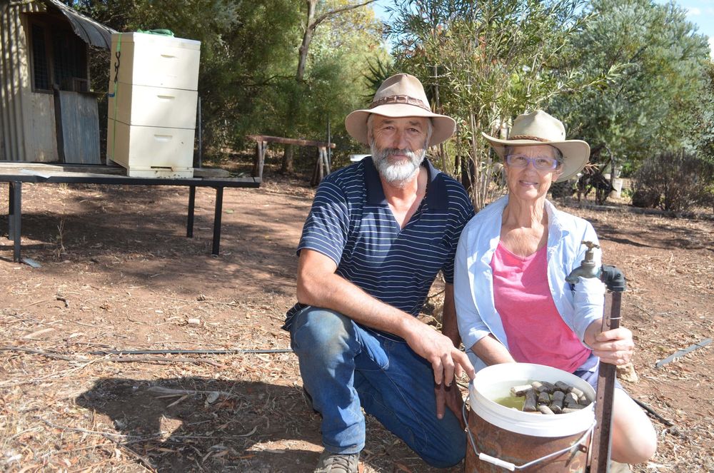 Challenging times for bees post image