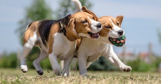 Council reverses dog park location decision post image