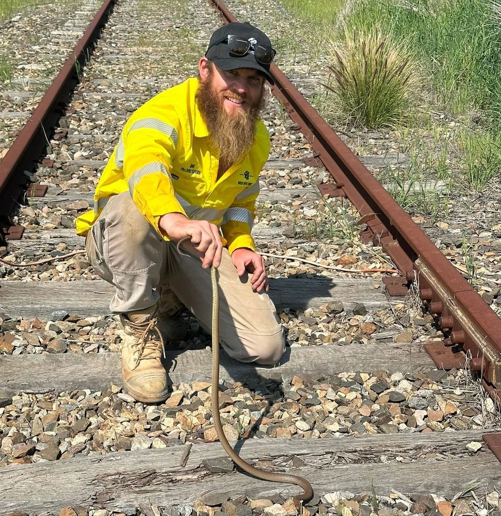 Protecting pets and people from snake bites post image