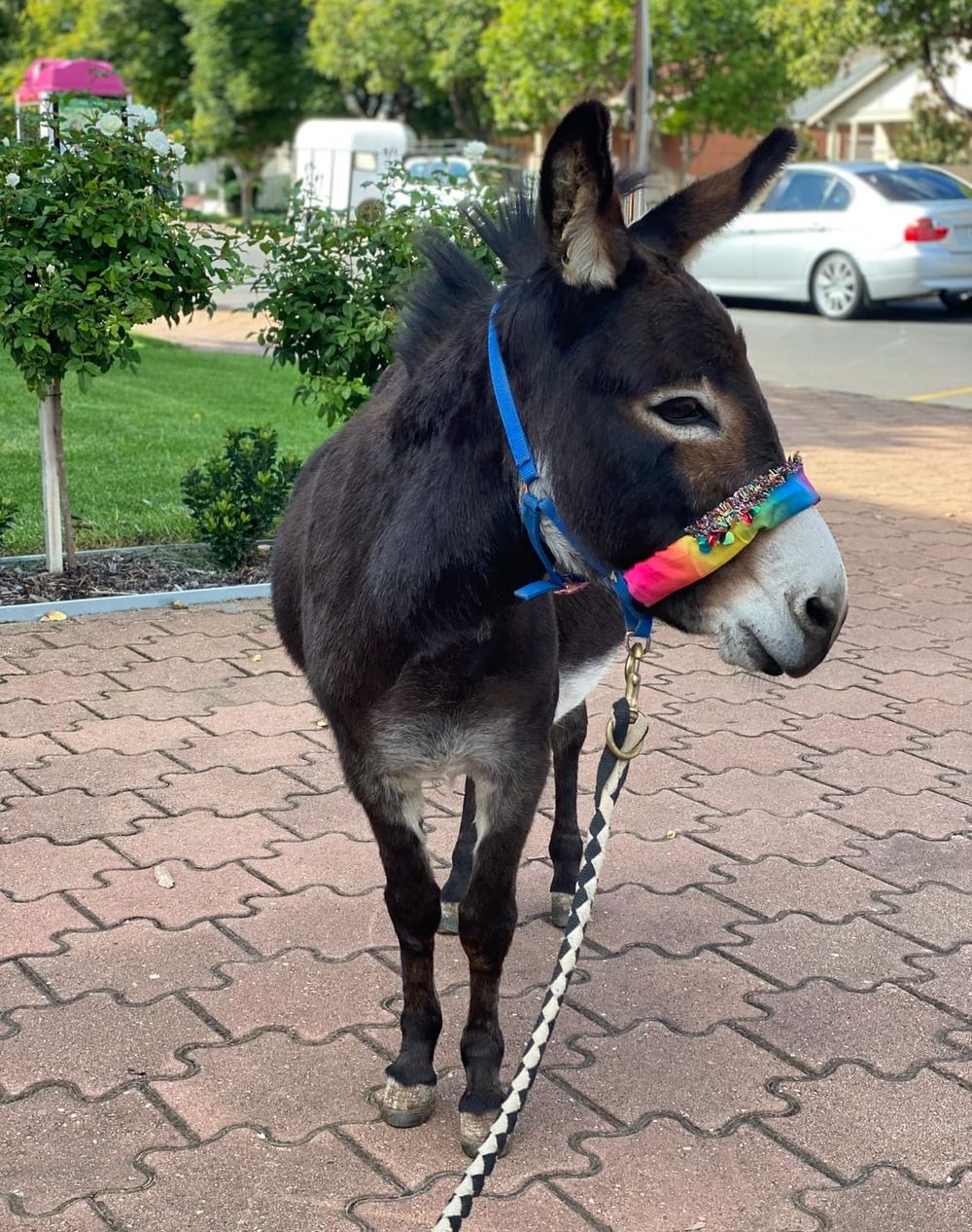 Daisy the Donkey crowned ‘Ass on the Grass’ post image