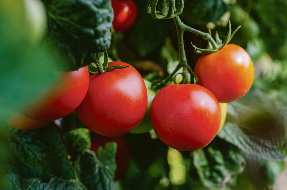 October in the garden post image