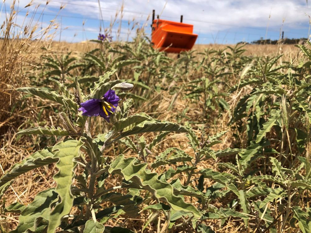 Stop silverleaf nightshade creep post image