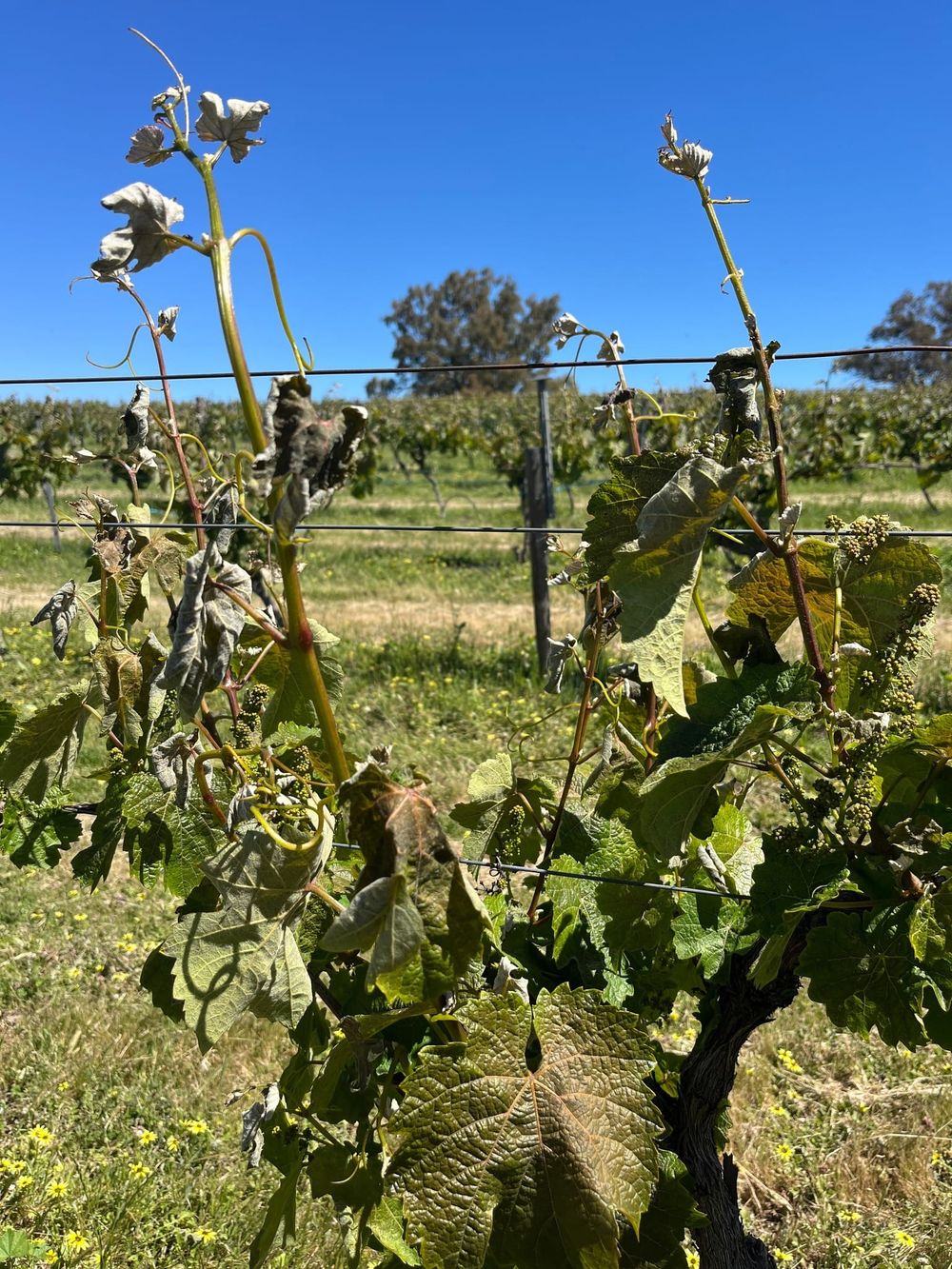 Frost causes damage at Eden Valley post image