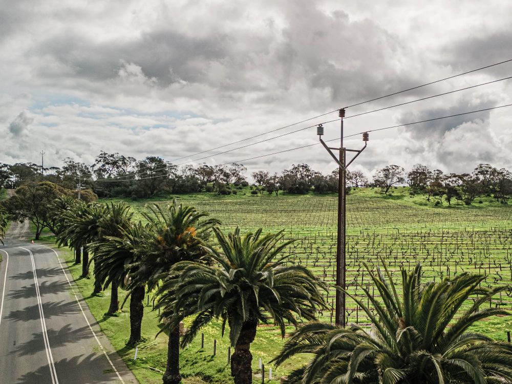 Powerlines and palms discussed at SRBA meeting post image