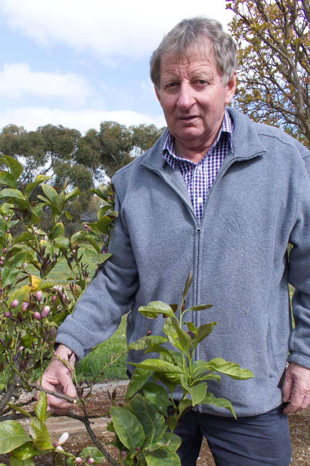 Lemon theft leaves sour taste post image