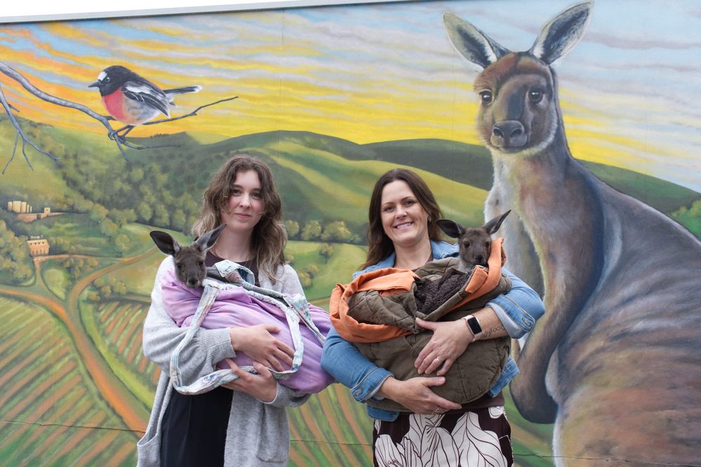 Drawing attention to local wildlife post image