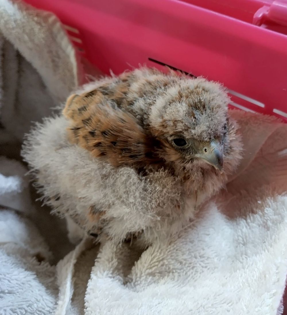 BWR rescue of the week post image