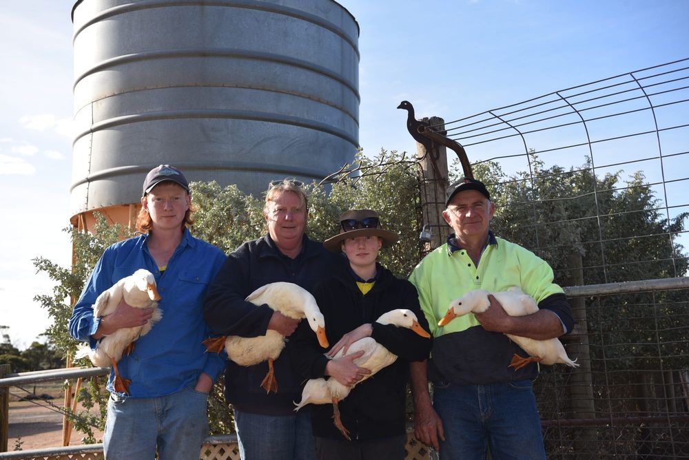 Poultry protection post image