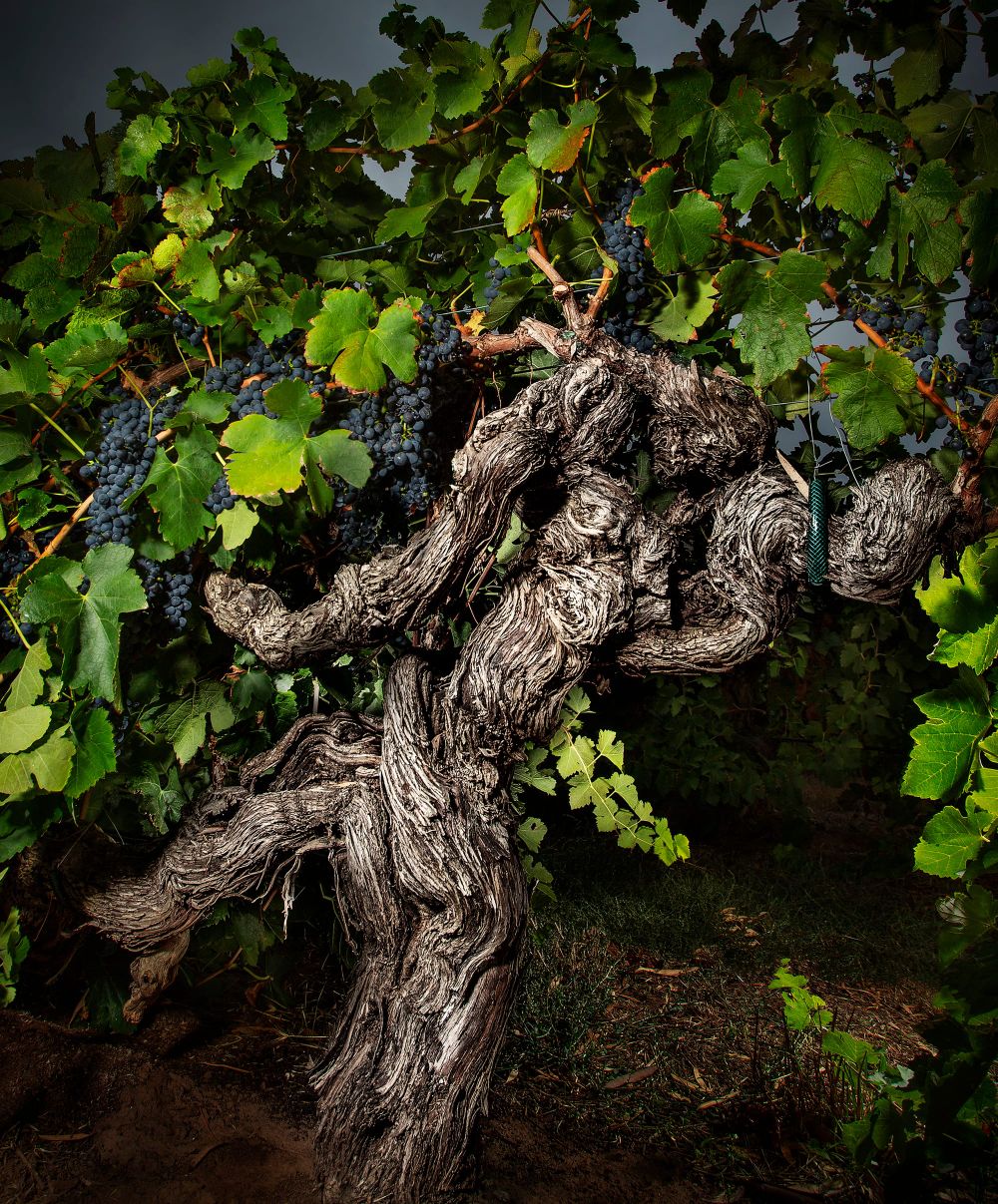 Artistry of Old Vines recognised post image