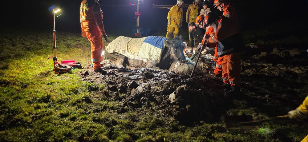 ‘Mooch’ moo-ved from the mud by harness post image
