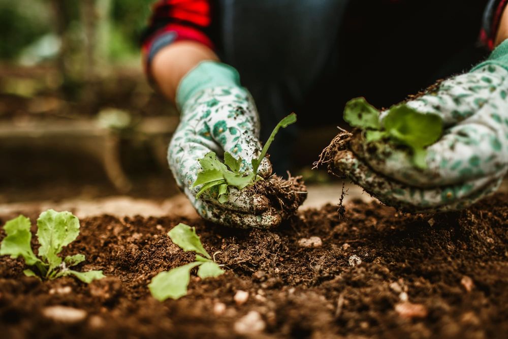 Planting for the future post image