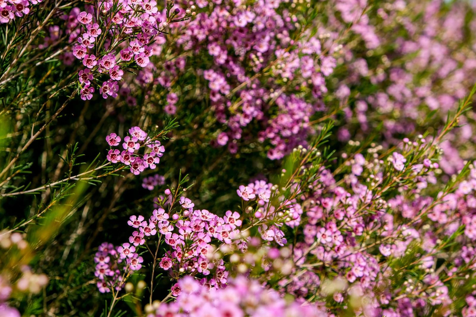 August in the garden post image