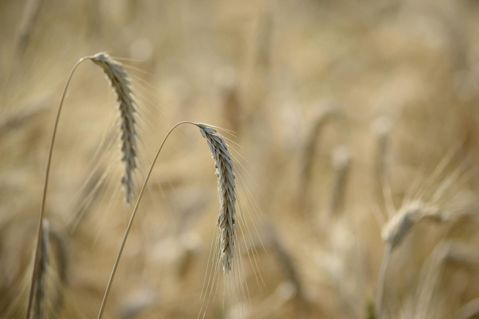 Grain producers facing ‘triple whammy’ post image