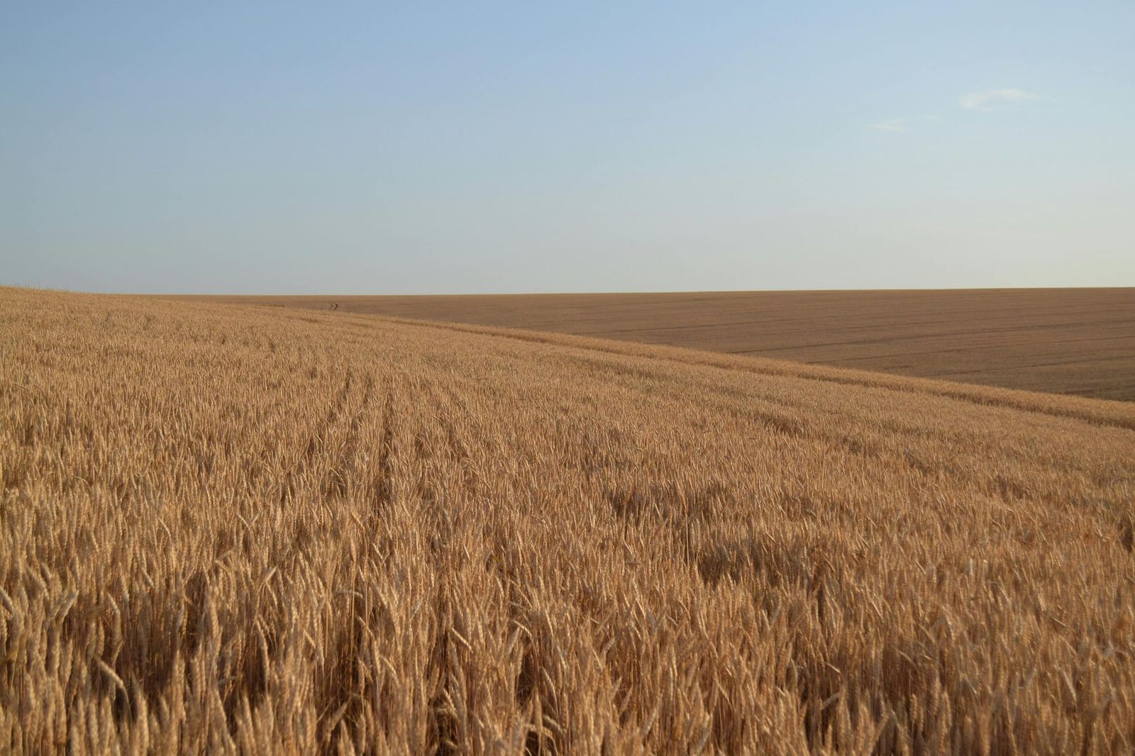 Grain producers urged to report locust activity post image