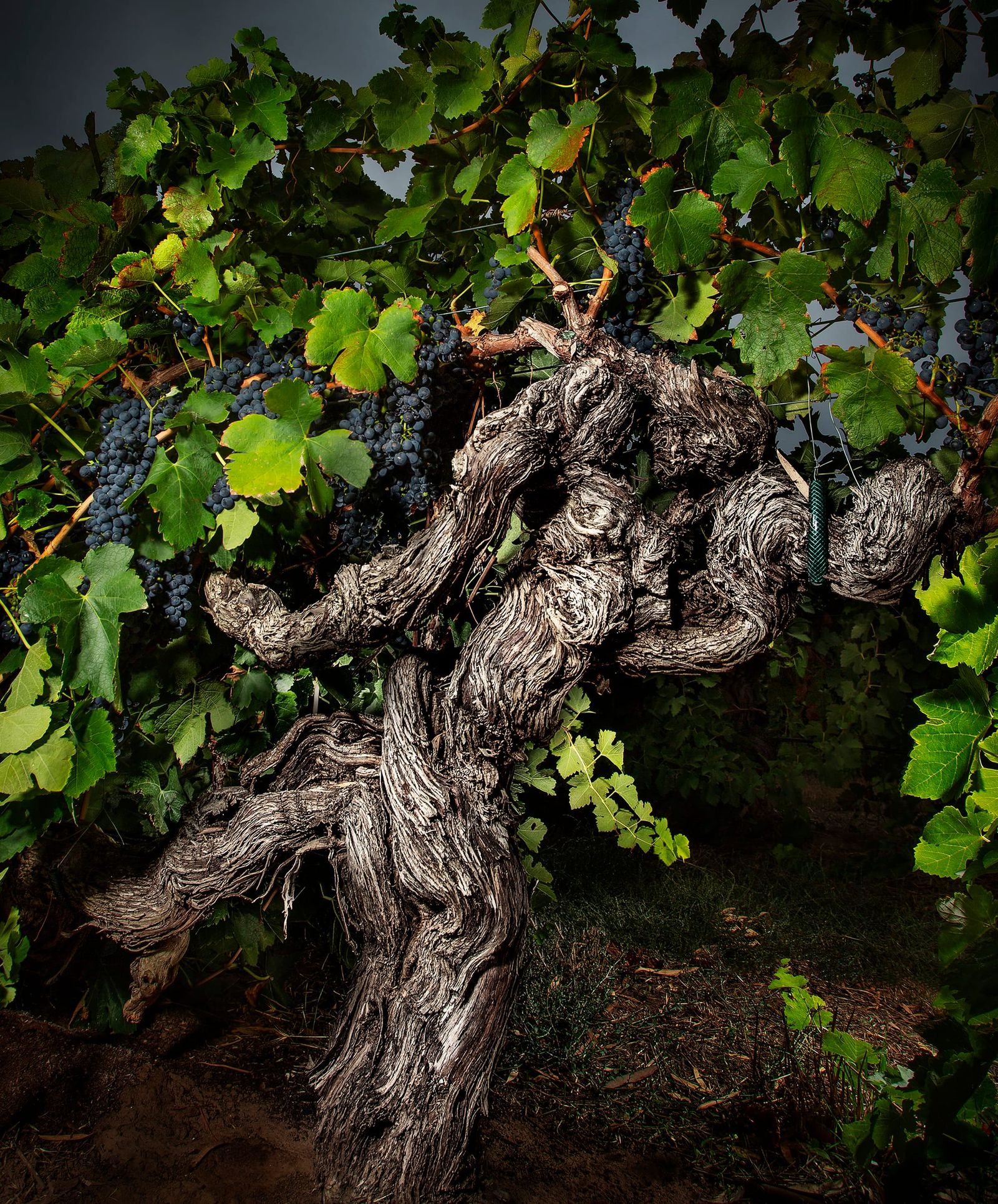 Artistry of Old Vines recognised post image