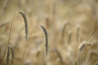 Grain producers facing ‘triple whammy’ post image