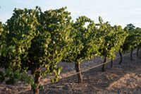 Vintage vigilance post image