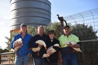 Poultry protection post image