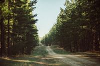 Temporary closures at Mount Crawford forest post image