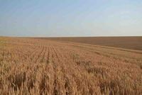 Positive grain forecast for the season despite pressures post image