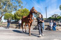 Barossa’s horse races on show at ABR post image
